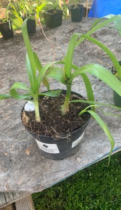 pregnant onions!!!!! A 10 c/u