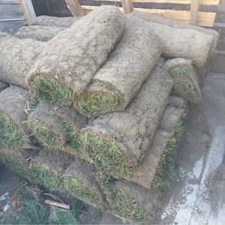 Fresh sod