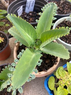 Mother of 1000’s Plant