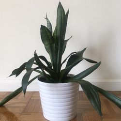 Plant With Pot