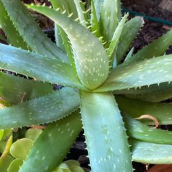 Aloe
