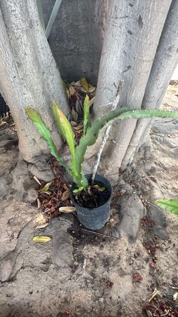 Orchid cactus