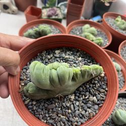 Crested Penis Cactus In 6” Pots $22 Each 