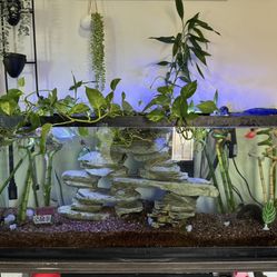 50 Gallon Fish Tank