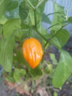 Haitian Peppers