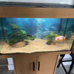 30 Gallon Fish Tank