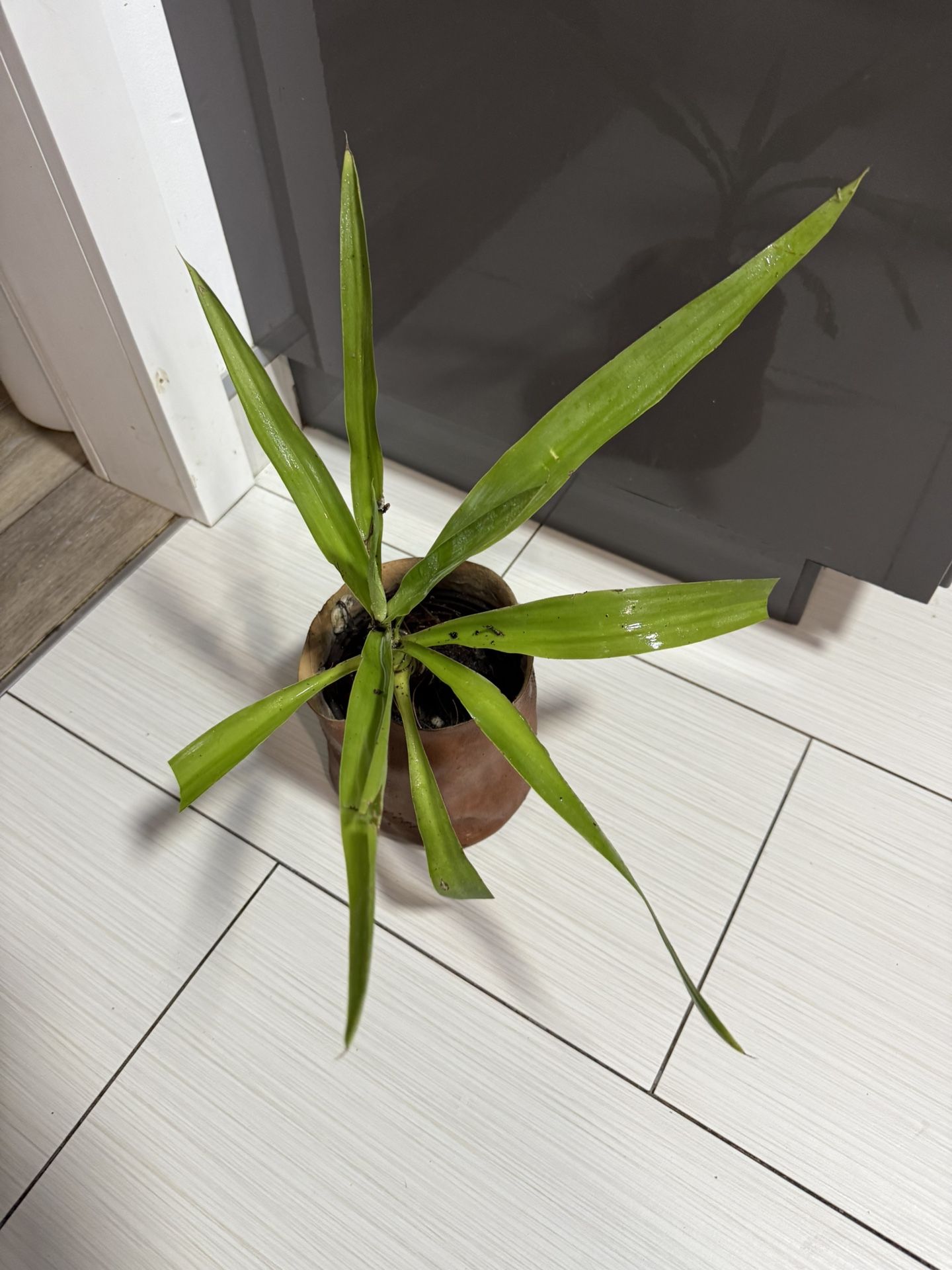 Yucca Plant