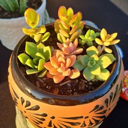 Organic Succulents, Snake Plants, Spider Plants and Aloe Vera