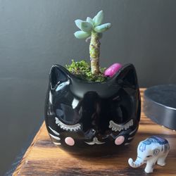 Cat Succulent Plant