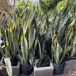 Laurentii Snake Plants In 3 gls Pot. SPECIAL PRICE🤩