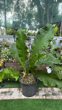 Anthurium Giant -leaf large 4 feet- eight total 7 feet