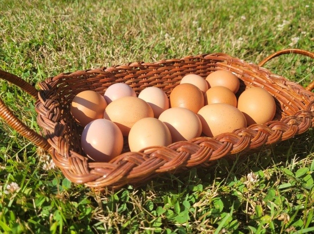 Organic Chicken Eggs