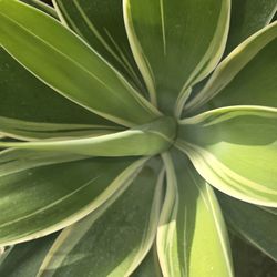 Agave Ray Of Light 
