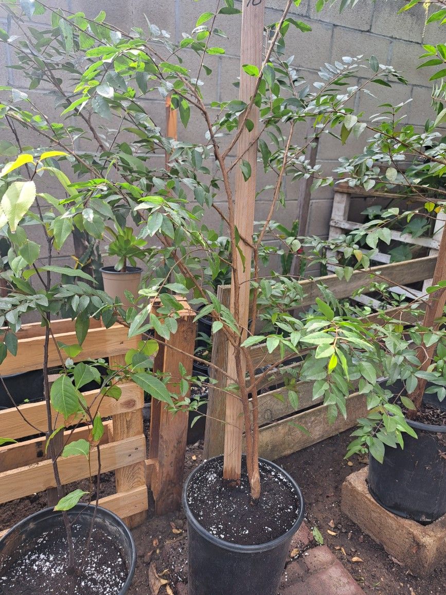 arbol 