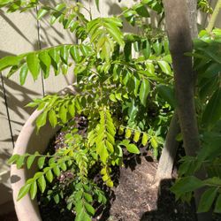  Curry Leaf Saplings