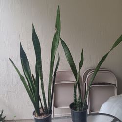 Two Snake Plants 