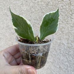 Hoya Albo Polyneura Plant