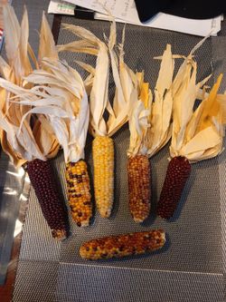 Indian corn