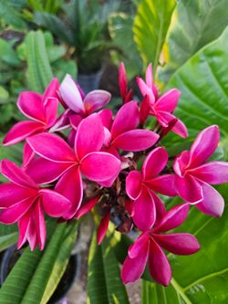 Plumerias