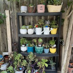 Many Beautiful Succulents 