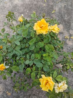 Rose plant 🌵