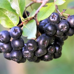 Aronia Plants 