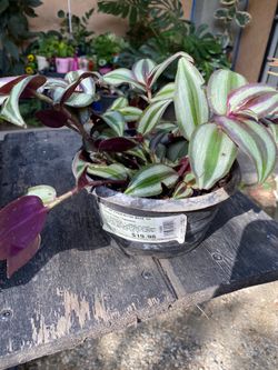 Tradescantia Zebrina plant