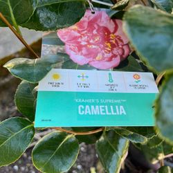 Camelia 