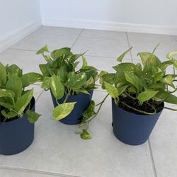 Pothas Plants