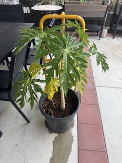 🥭 Healthy Papaya Trees – Multiple Sizes Available (Fruit Tree)