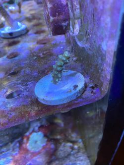Frags