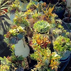 Succulent Arrangements