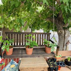 Garden Decoration 