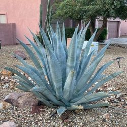 Agave Plants