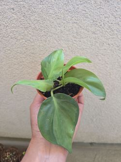 Plant