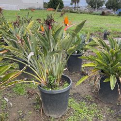 Birds Of Paradise