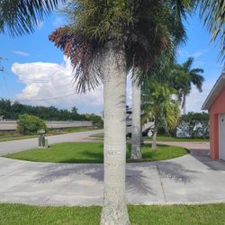 Royal Palm $200 You Remove