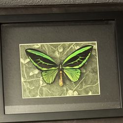 Ornithoptera Posiedon Birdwing  Butterfly