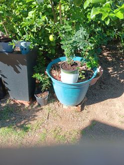 Pomegranate and Tamarindo tree