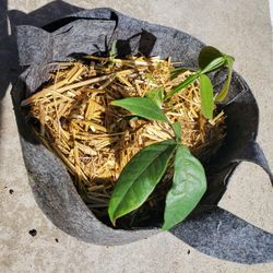 Ice Cream Bean Plant 