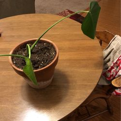 Monstera Heart Shaped House Plant In Terra cotta Pot