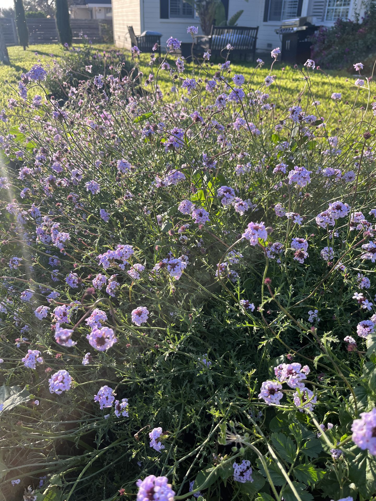 Verbena lilacina 'Paseo Rancho'
