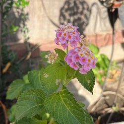 Lantana 