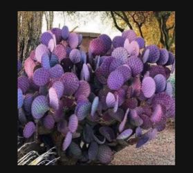 Gorgeous Cactus Pads Prickly Pear Santa Rita