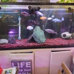 Aquarium W/Stand