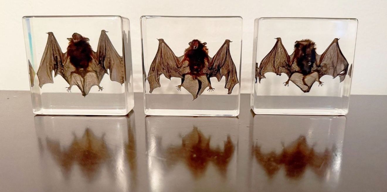 Set Of Three Real preserved open wing bat in resin - oddities - gothic - art study - Science study
