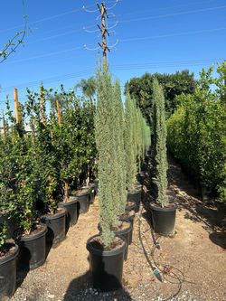 Italian cypress hedge
