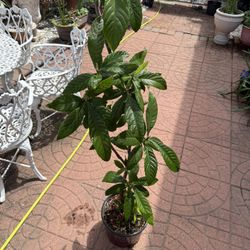 Loquat Tree