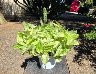 Pothos Snow Queen Rare