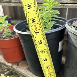 Ruda,epazotes,orégano 